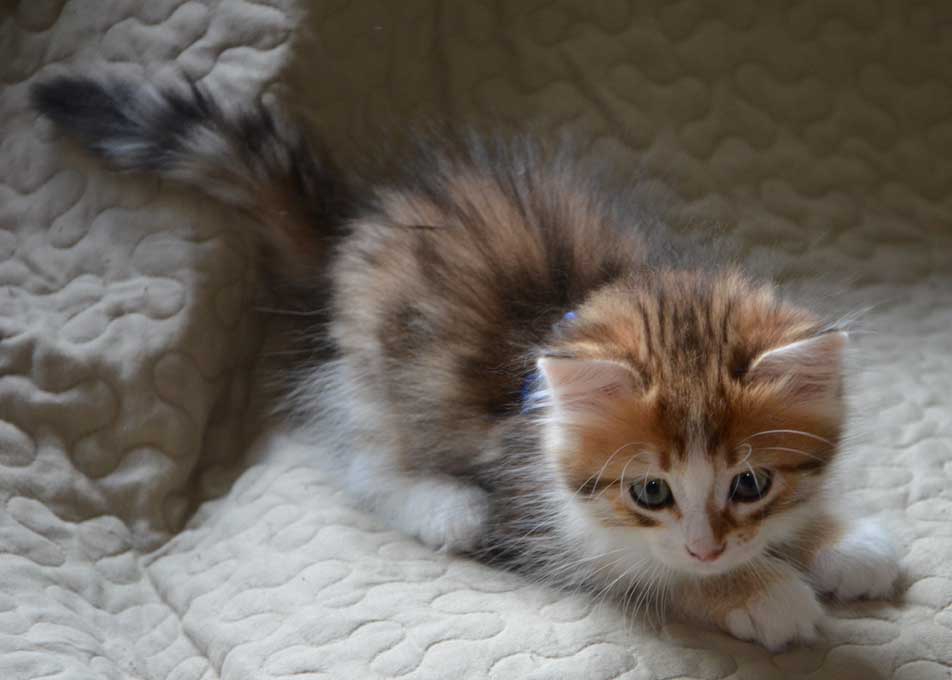 sibirisk kattunge Quadri