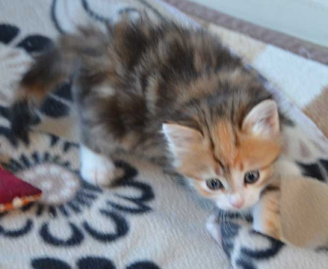 sibirisk kattunge Rhea