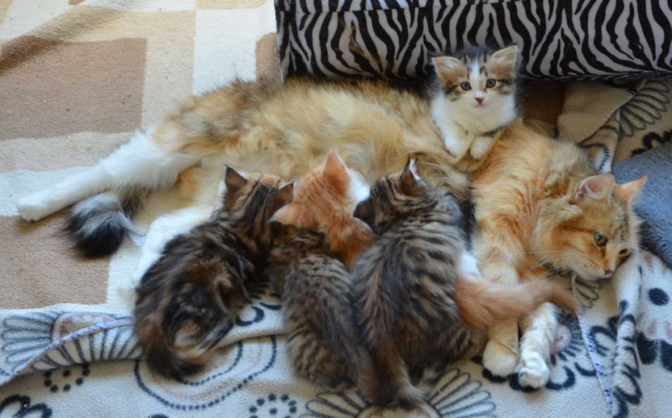 Sibirisk kattungar Rr-kull