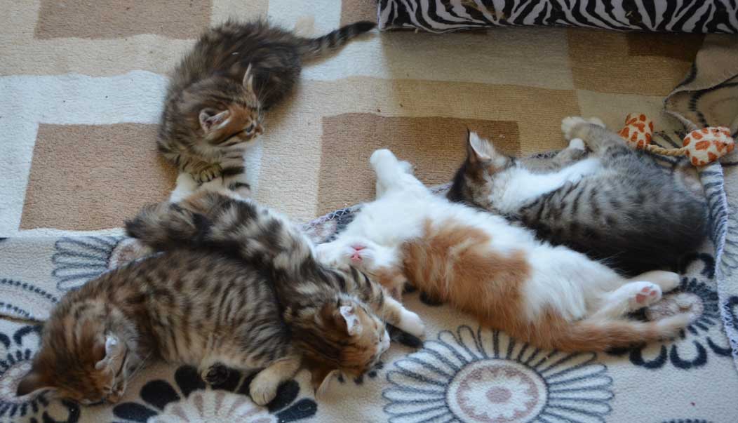 sibirisk kattunge Rr-kull