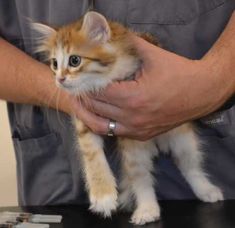 sibirisk kattunge Quadri
