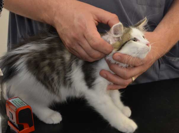 sibirisk kattunge Polaris