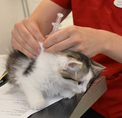 sibirisk kattunge Polaris
