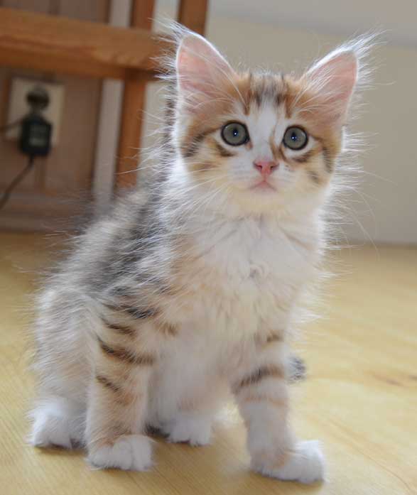 sibirisk kattunge Quadri