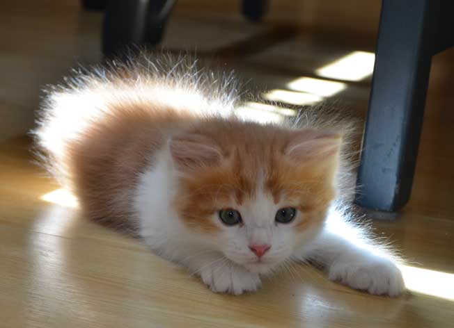 sibirisk kattunge Rost