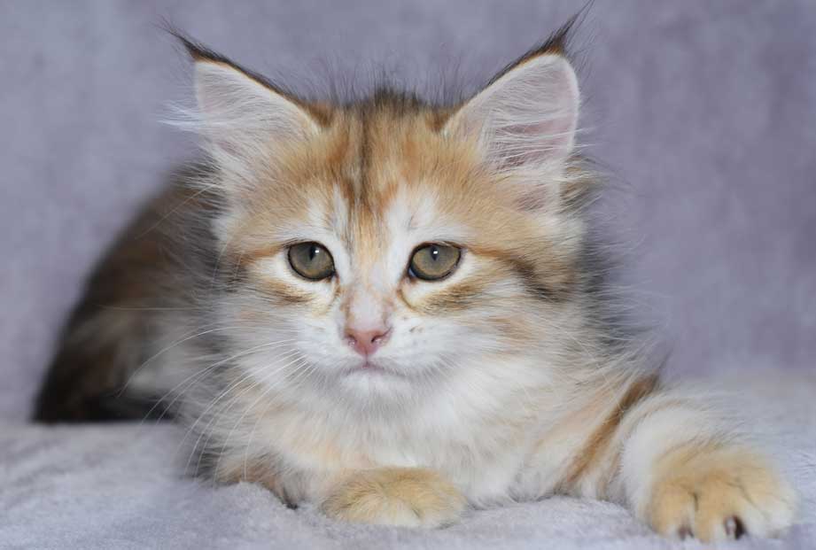 sibirisk kattunge Quine