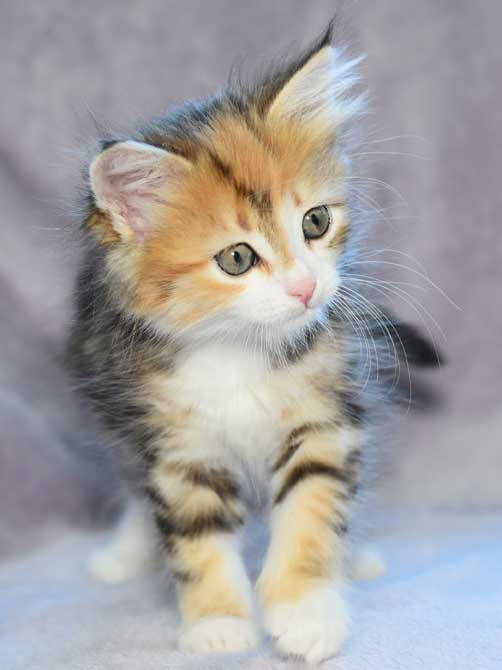sibirisk kattunge Rhea