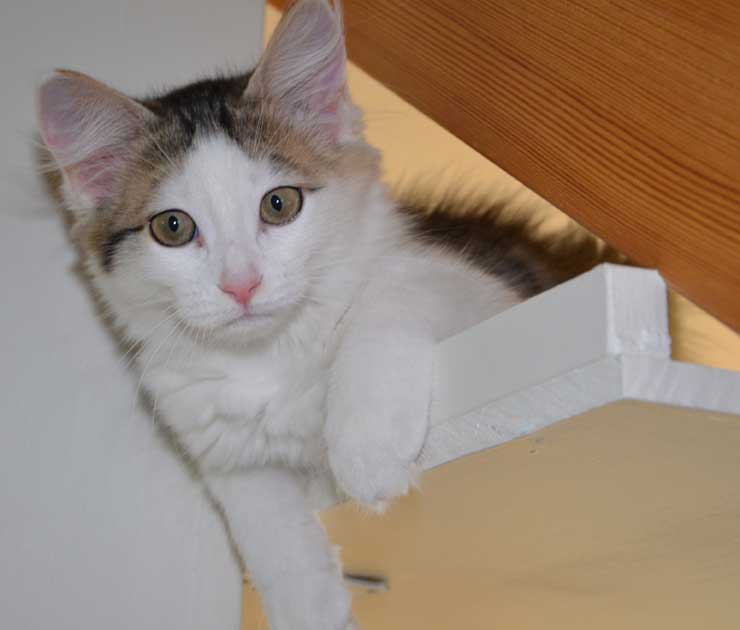 sibirisk kattunge Polaris