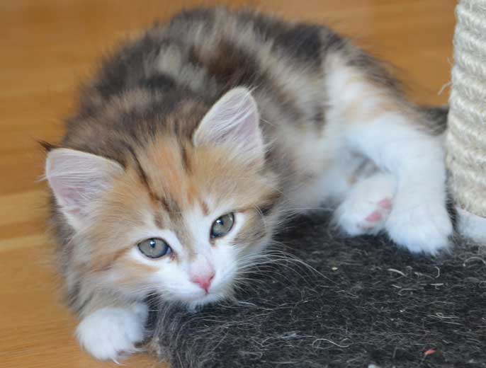 sibirisk kattunge Rhea