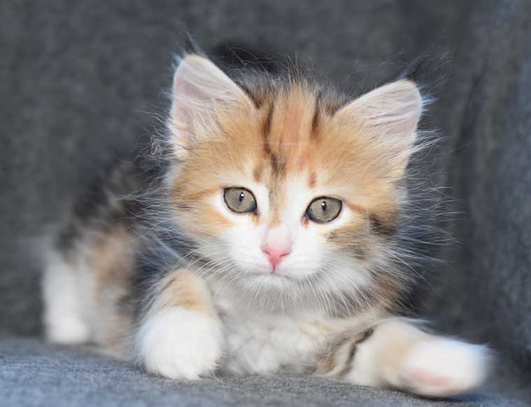 sibirisk kattunge Rhea