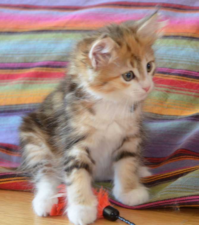 sibirisk kattunge Rhea