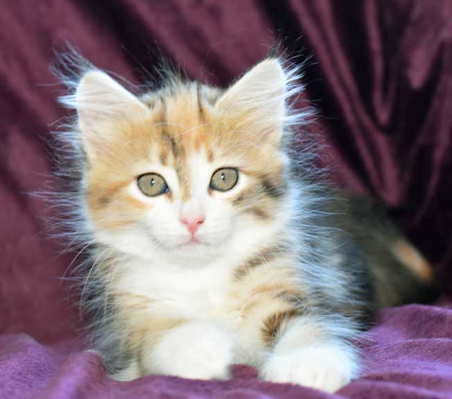sibirisk kattunge Rhea