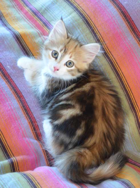 sibirisk kattunge Rhea
