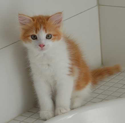 sibirisk kattunge Rost