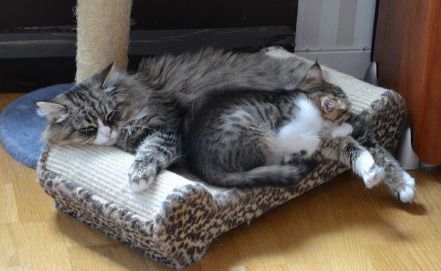 sibirisk katt Mitzi