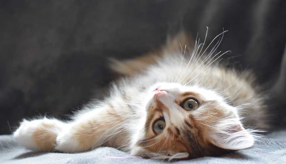 sibirisk kattunge Quadri