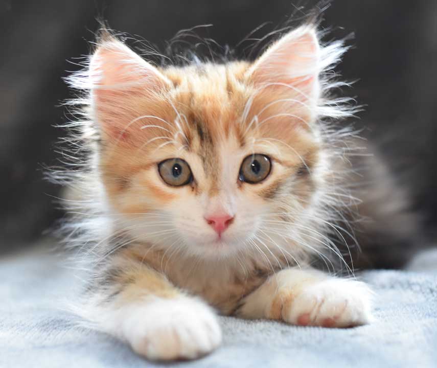 sibirisk kattunge Rhea