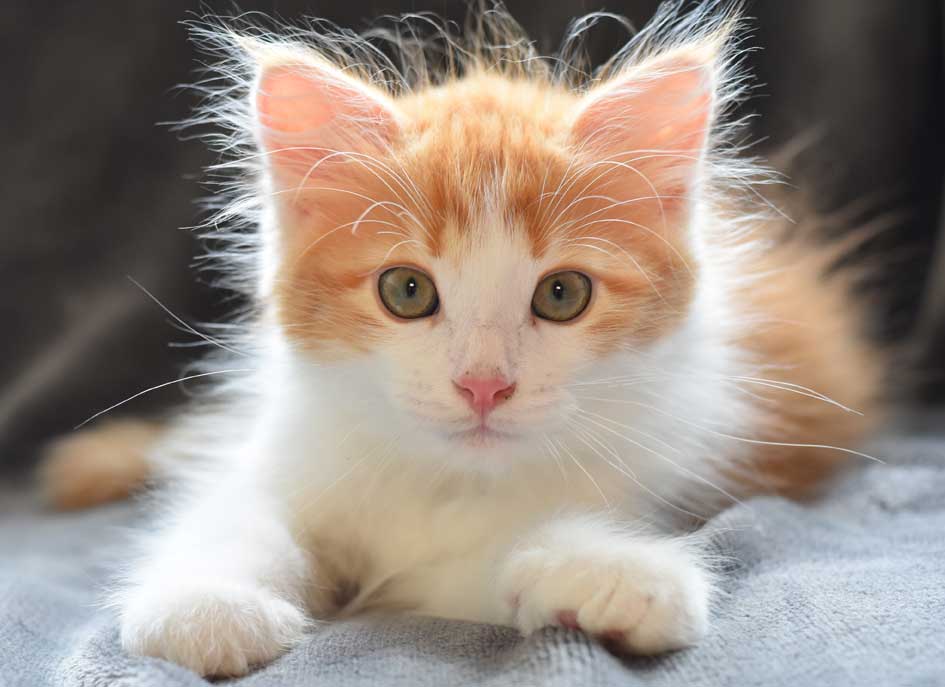 sibirisk kattunge Rost