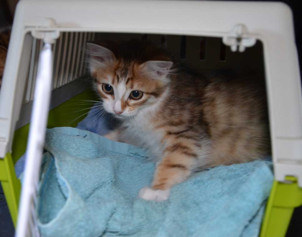 sibirisk kattunge Quadri