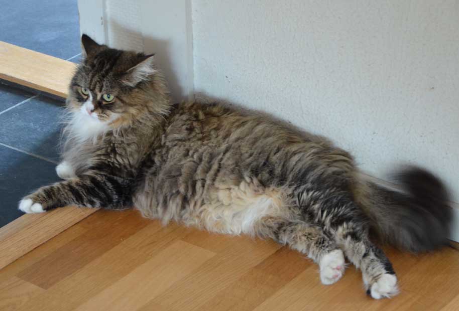 sibirisk katt Mitzi