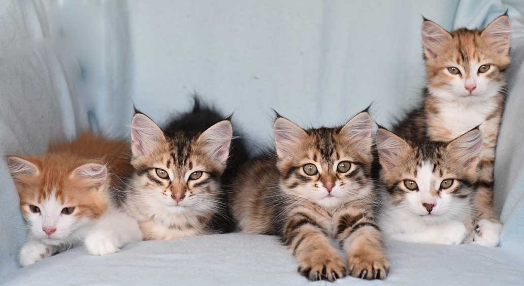 sibirisk kattungar Rr-kull