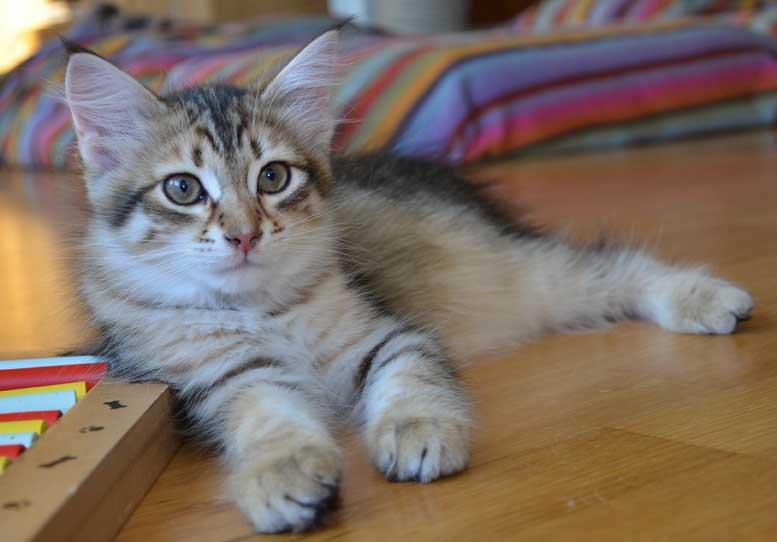 sibirisk kattunge Rocco