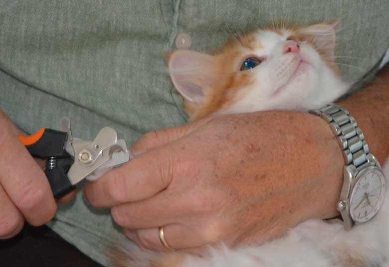 sibirisk kattunge Rost