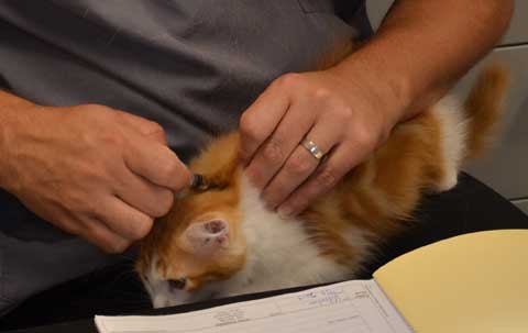 sibirisk kattunge Rost