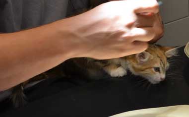 sibirisk kattunge Rhea