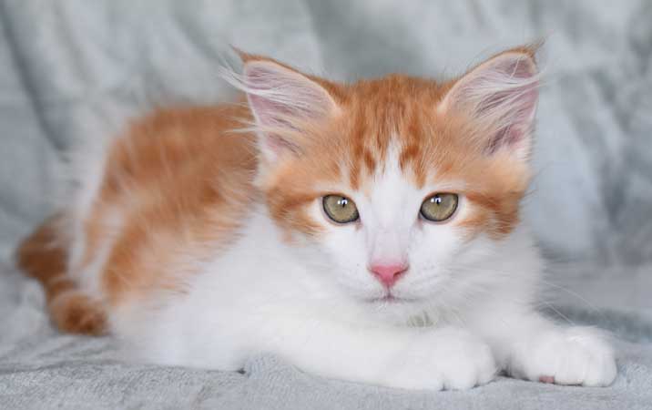 sibirisk kattunge Rost