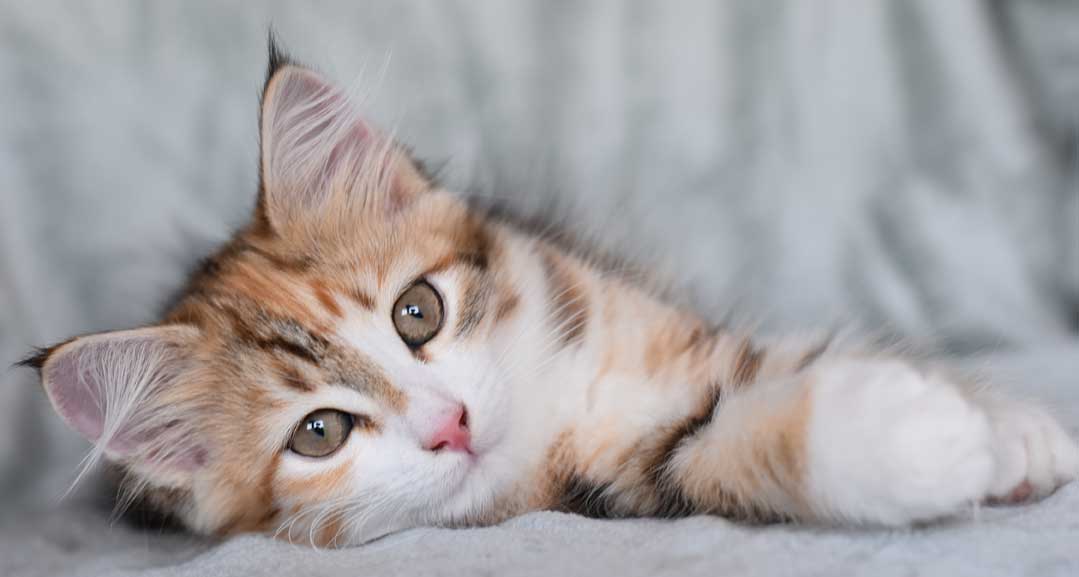 sibirisk kattunge Rhea