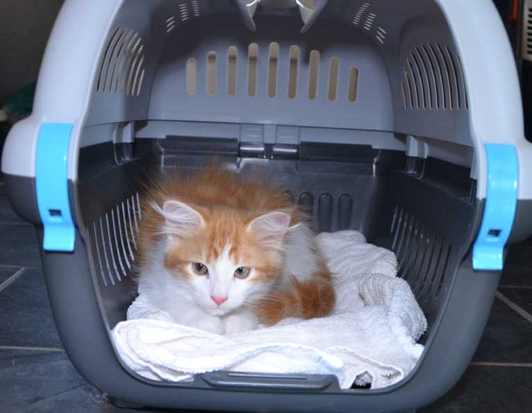 sibirisk kattunge Rost