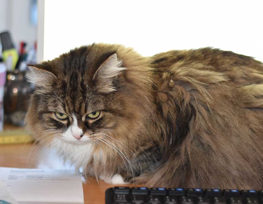sibirisk katt Mitzi