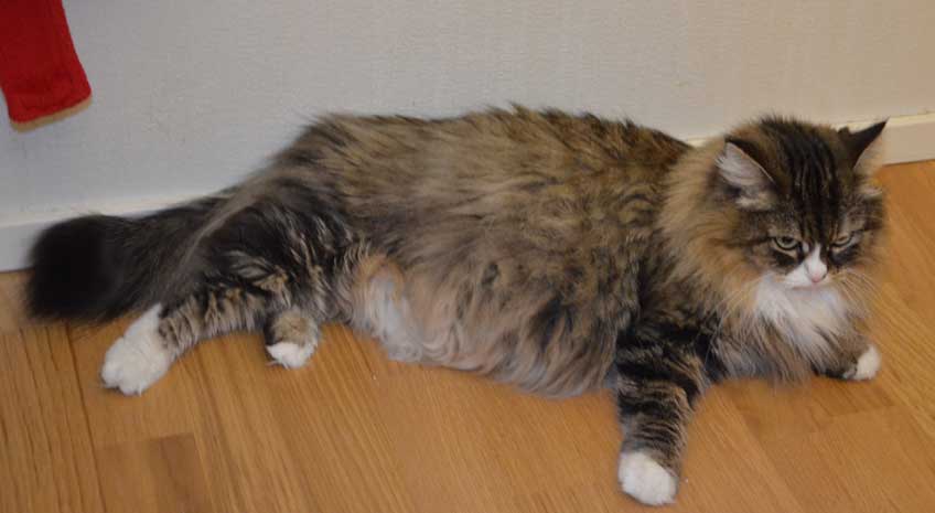 sibirisk katt Mitzi