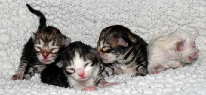Sibirisk katt Ss-kull