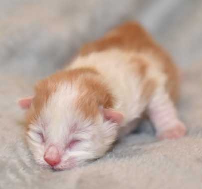 sibirisk kattunge Thebe