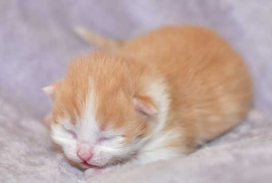 sibirisk kattunge Triton
