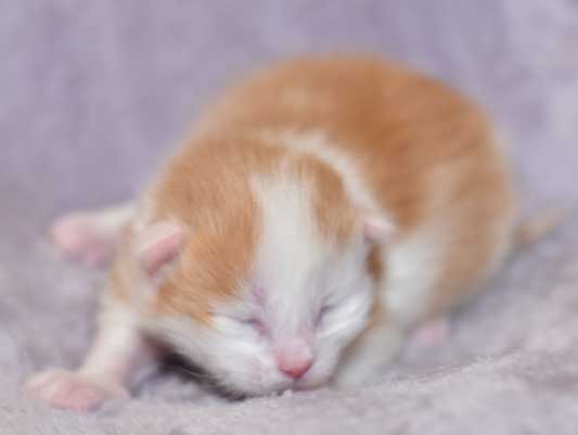 sibirisk kattunge Thebe