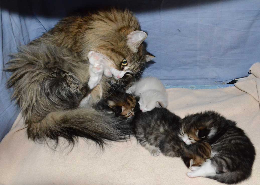sibirisk katt Mitzi