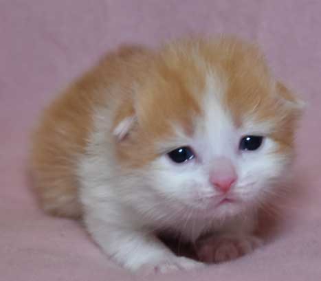 sibirisk kattunge Triton