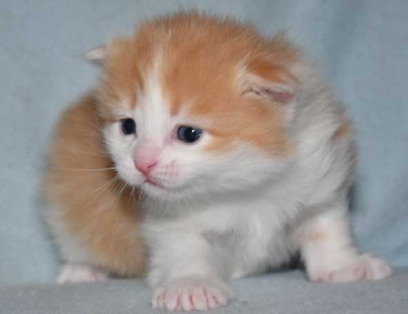 sibirisk kattunge Triton