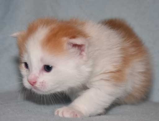 sibirisk kattunge Thebe