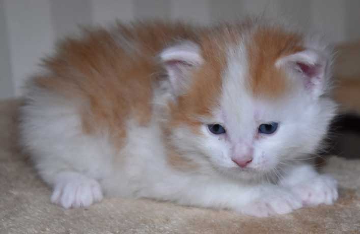sibirisk kattunge Thebe