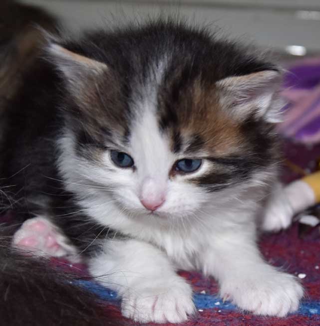 sibirisk kattunge Titan