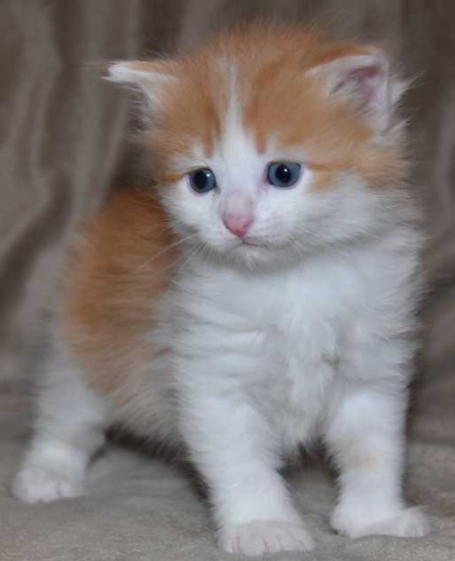 sibirisk kattunge Triton