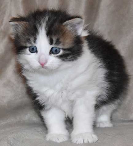 sibirisk kattunge Titan