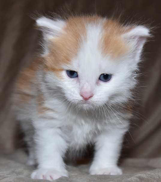 sibirisk kattunge Thebe