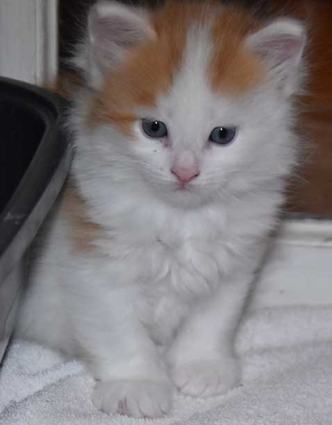 sibirisk kattunge Thebe