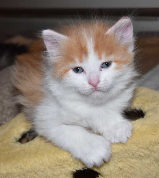 sibirisk kattunge Triton