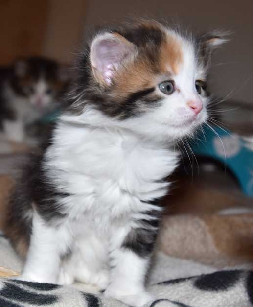 sibirisk kattunge Thalassa